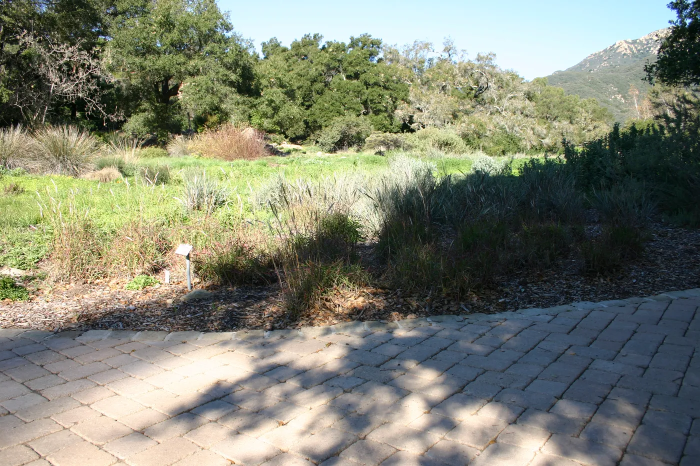 Ground Cover Display, lower Meadow Section