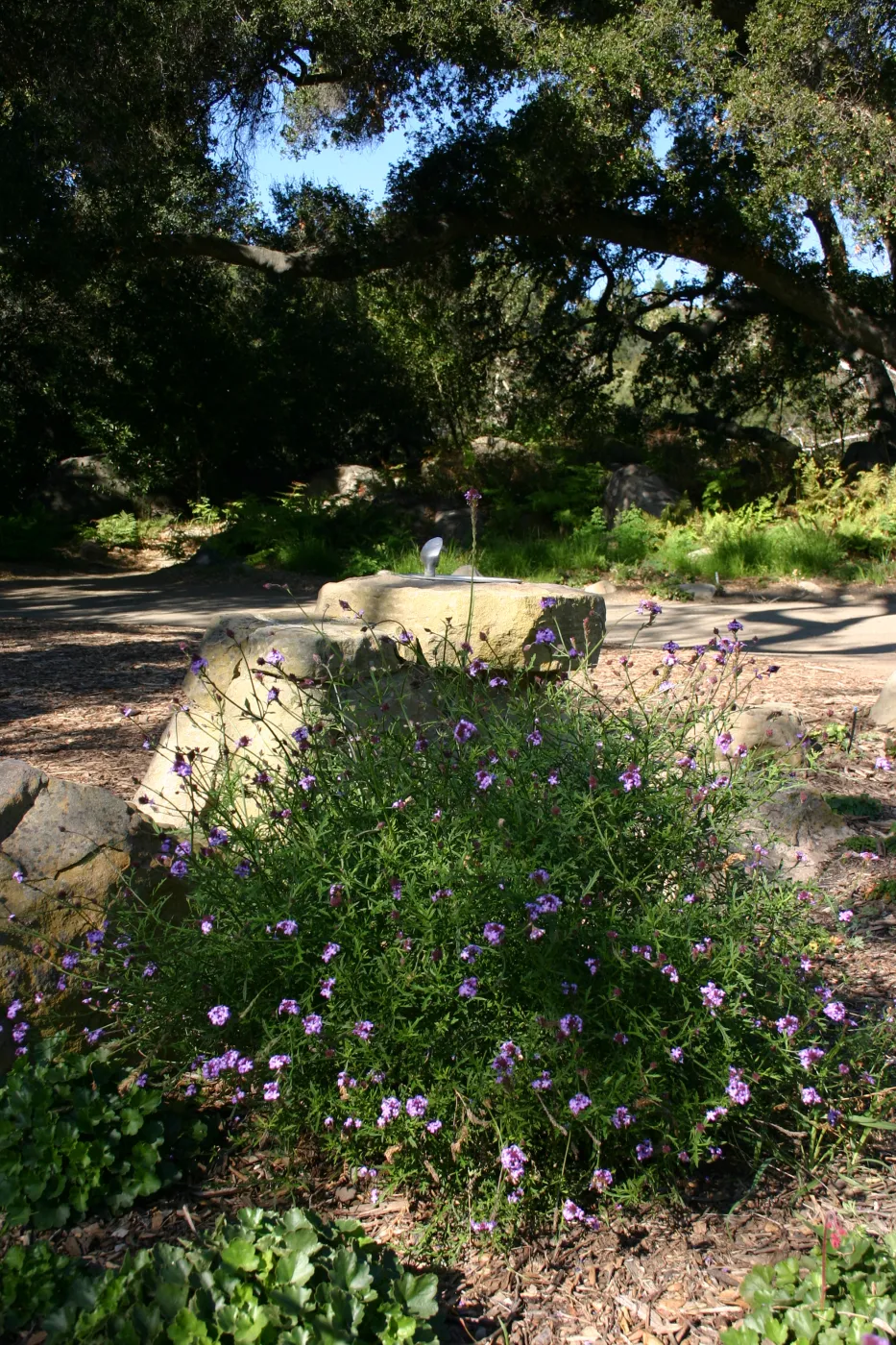 drinking fountain, under the Meadow Oaks, Verbena lilacina â€˜De La Mina'
