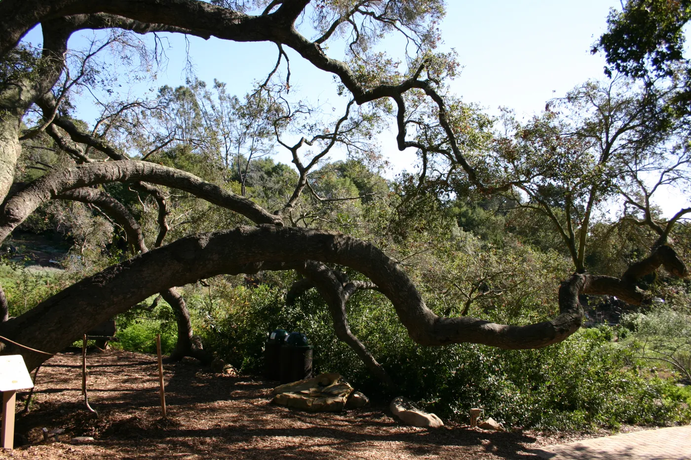 the Meadow Oaks