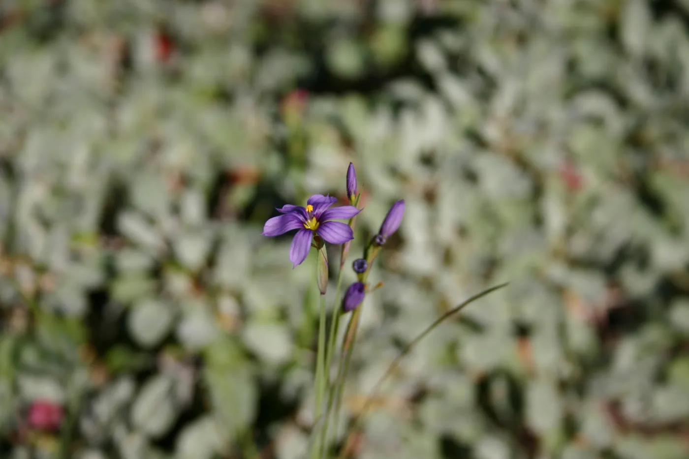 Sisyrinchium inflorescence