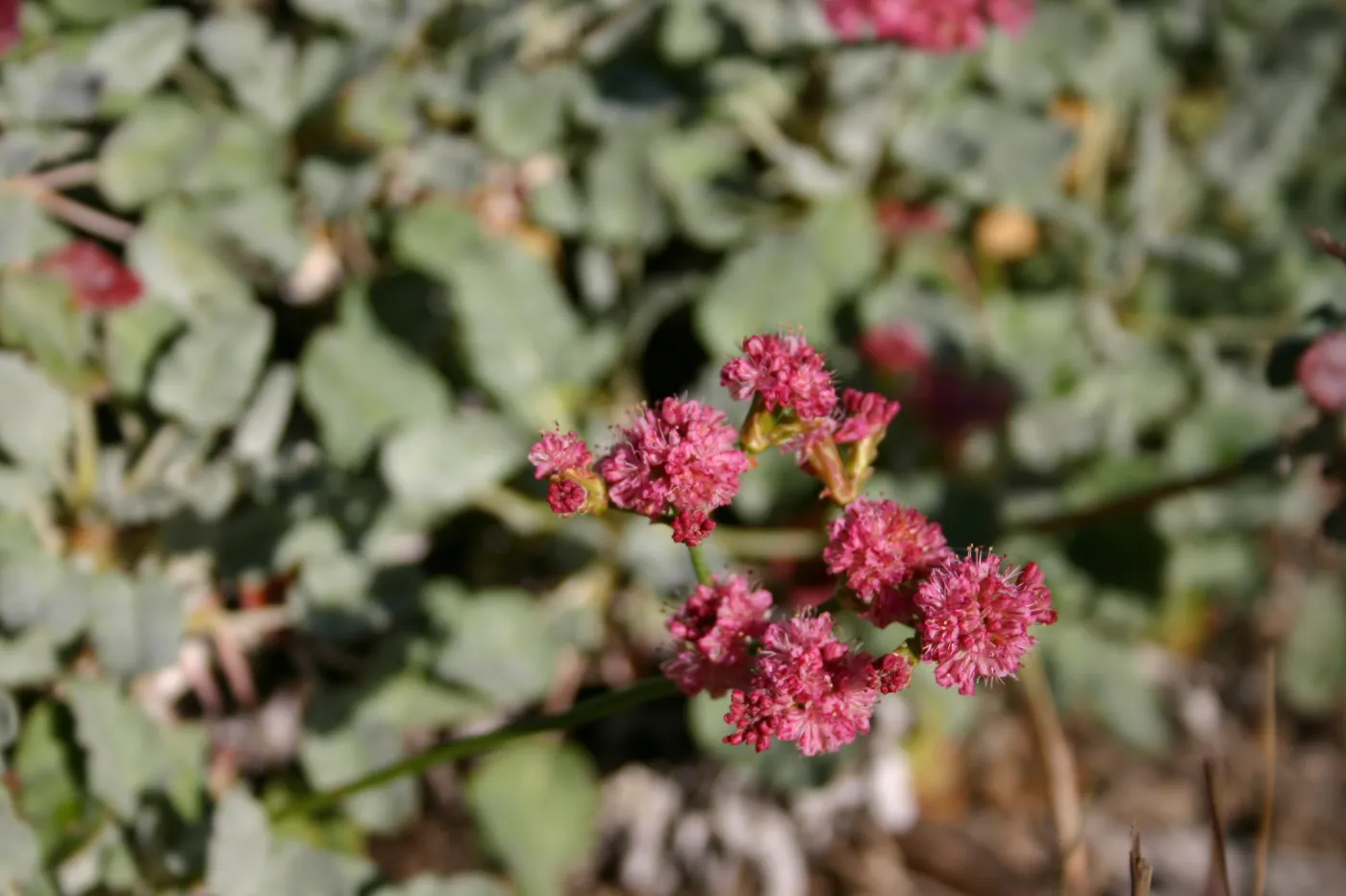buckwheat inflorescence