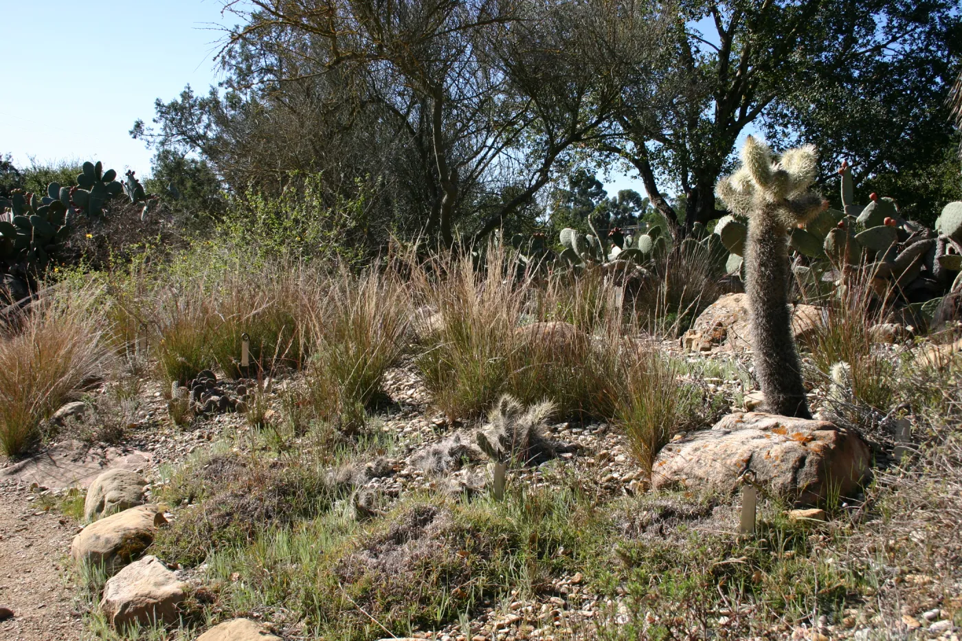 Desert Section