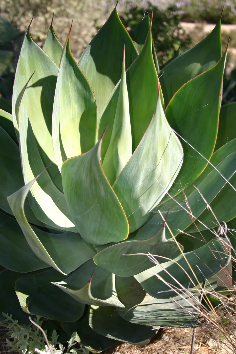 Agave (Century Plant)