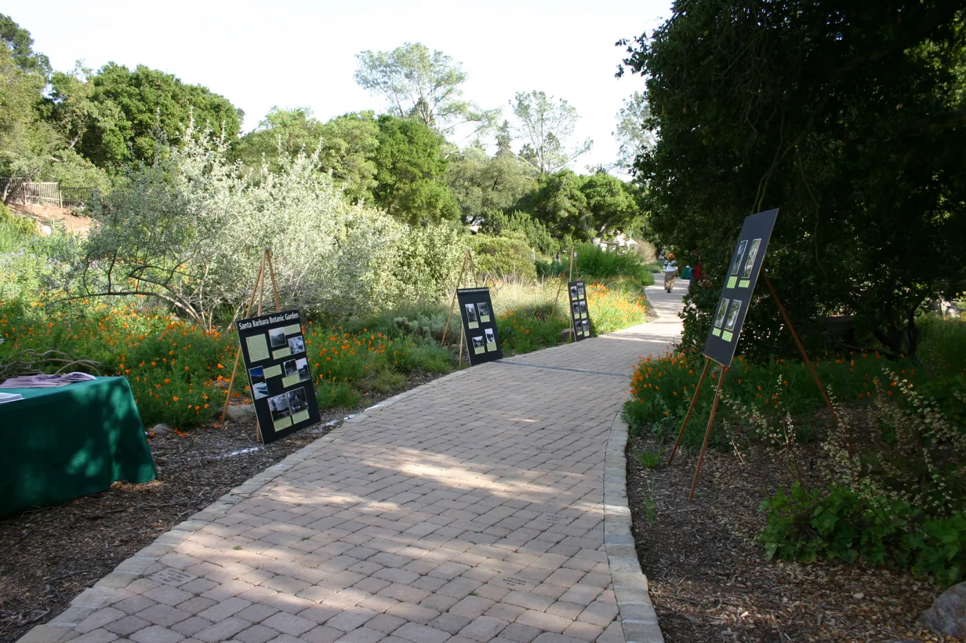 SBBG 80th Birthday Celebration, pavered walkway along the edge of the Meadow