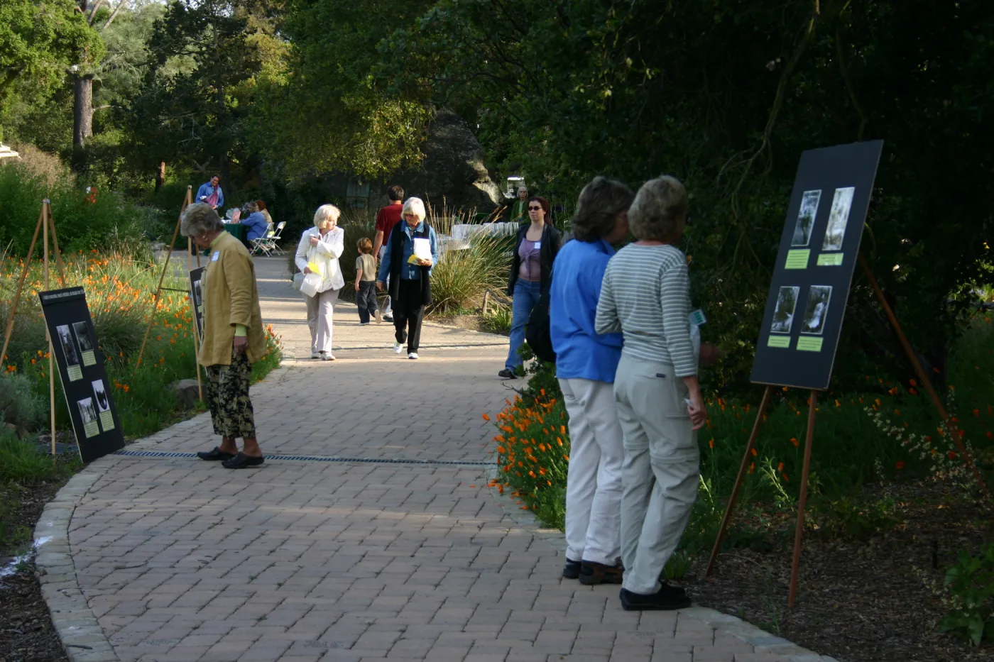 SBBG 80th Birthday Celebration, pavered walkway along the edge of the Meadow