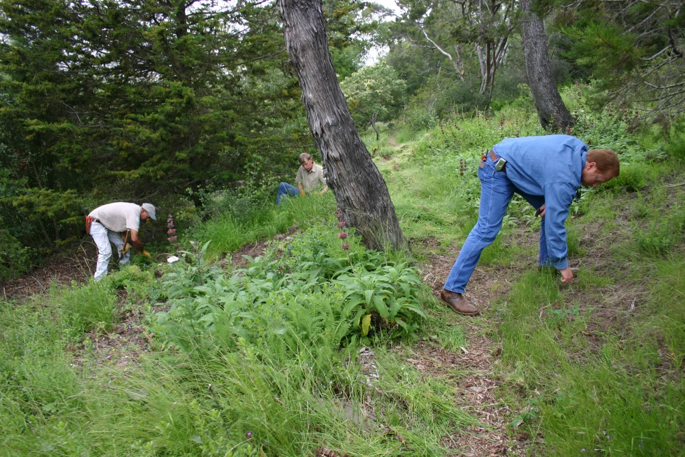 SBBG grounds crew weeding on the Porter Trail slope
