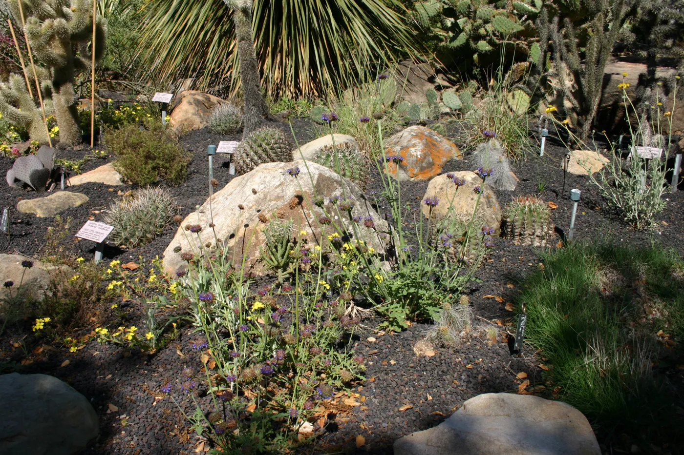Desert Section, lava rock gravel