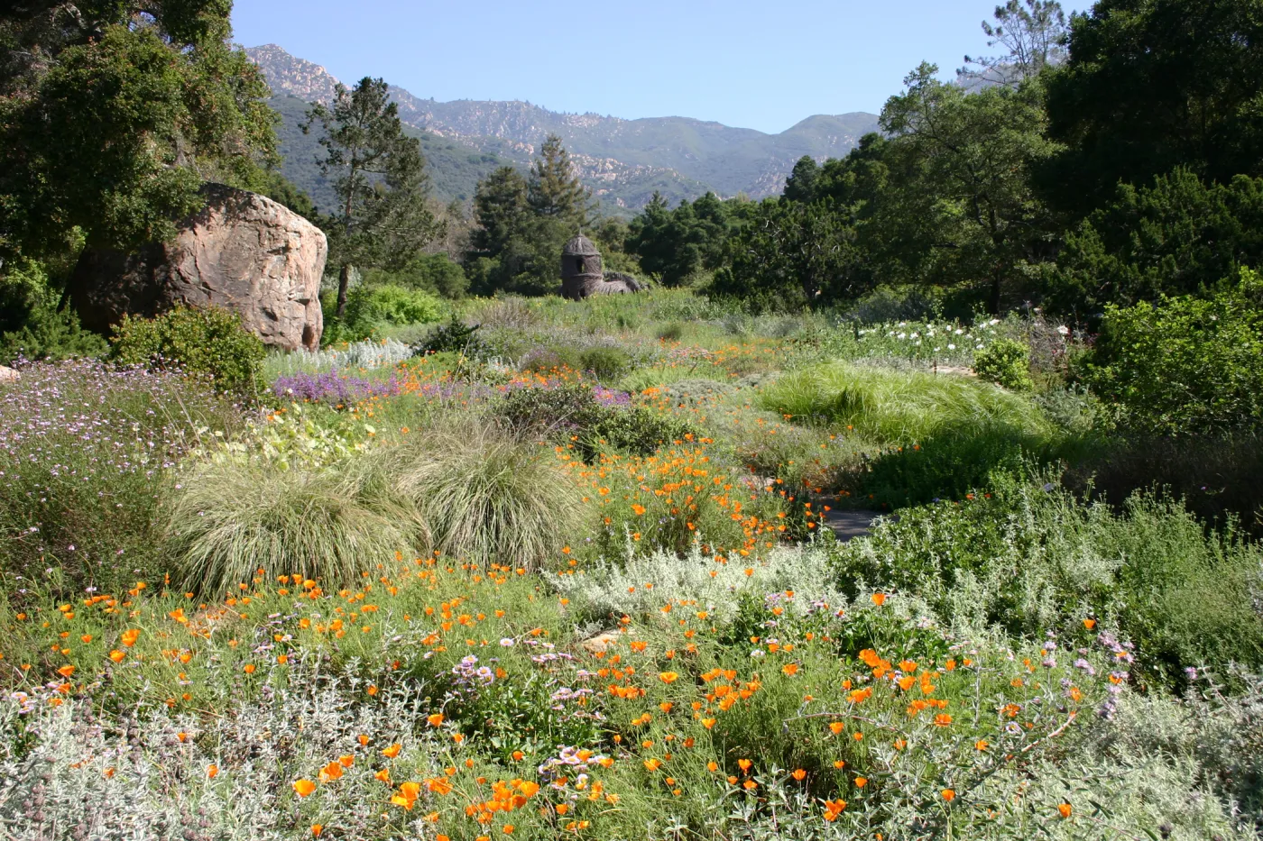 SBBG Meadow view, wildflower display