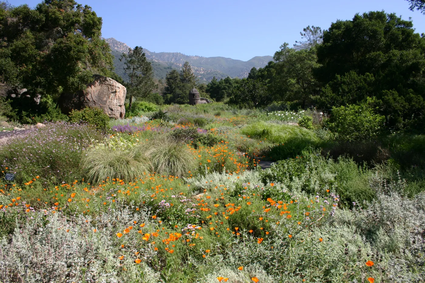 SBBG Meadow view, wildflower display