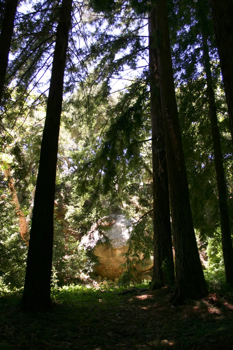 SBBG Redwood Section