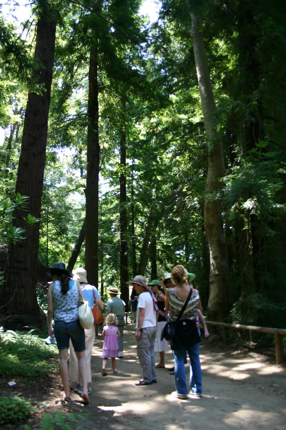 Docent tour in the Redwood Section