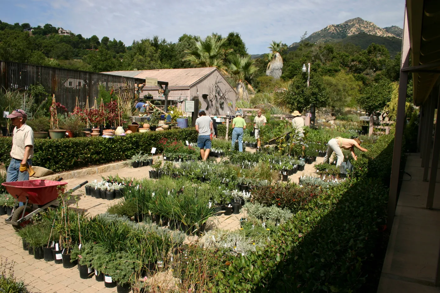 staff and volunteers setting up in the Courtyard, Fall Plant Sale, 2006