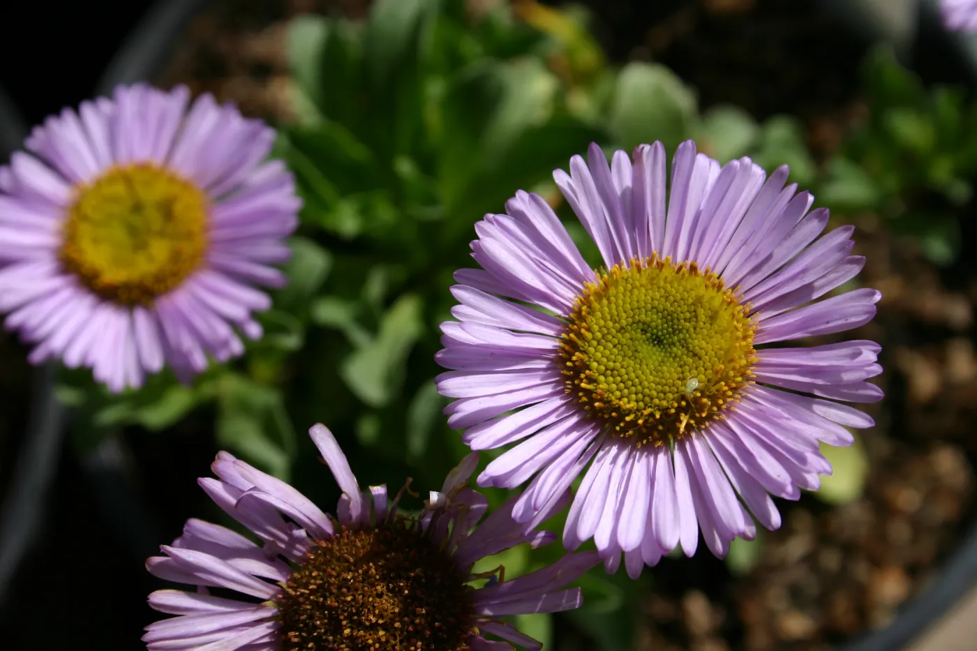 Erigeron glaucus, plants in bloom, Fall Plant Sale, 2006