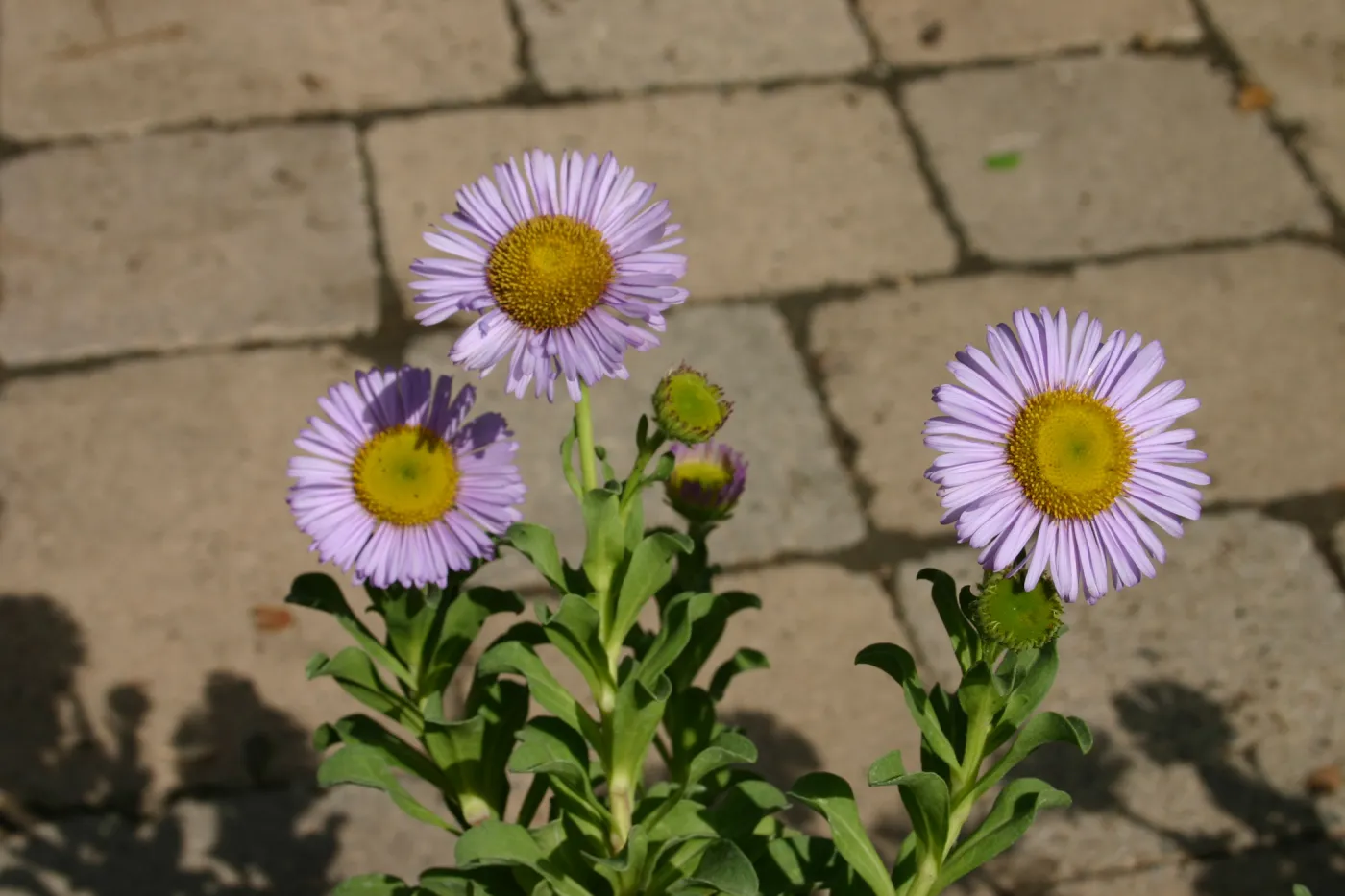 Erigeron glaucus, plants in bloom, Fall Plant Sale, 2006
