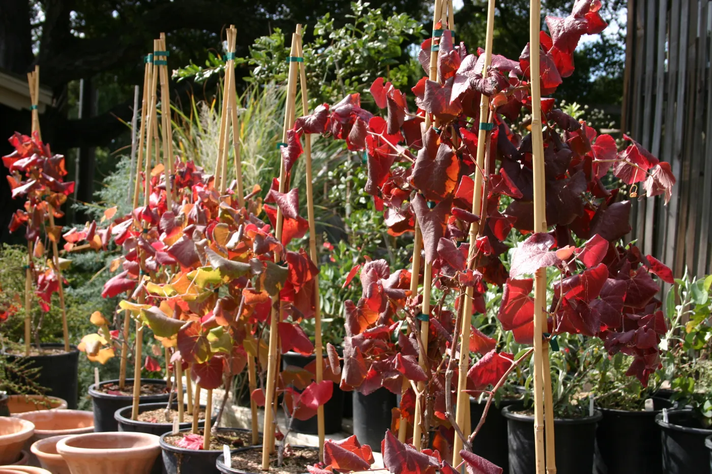 pots of Rogers Red, Fall Plant Sale, 2006