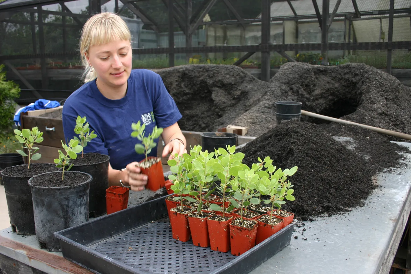 Lucy, Potting up plants at the Hort Unit