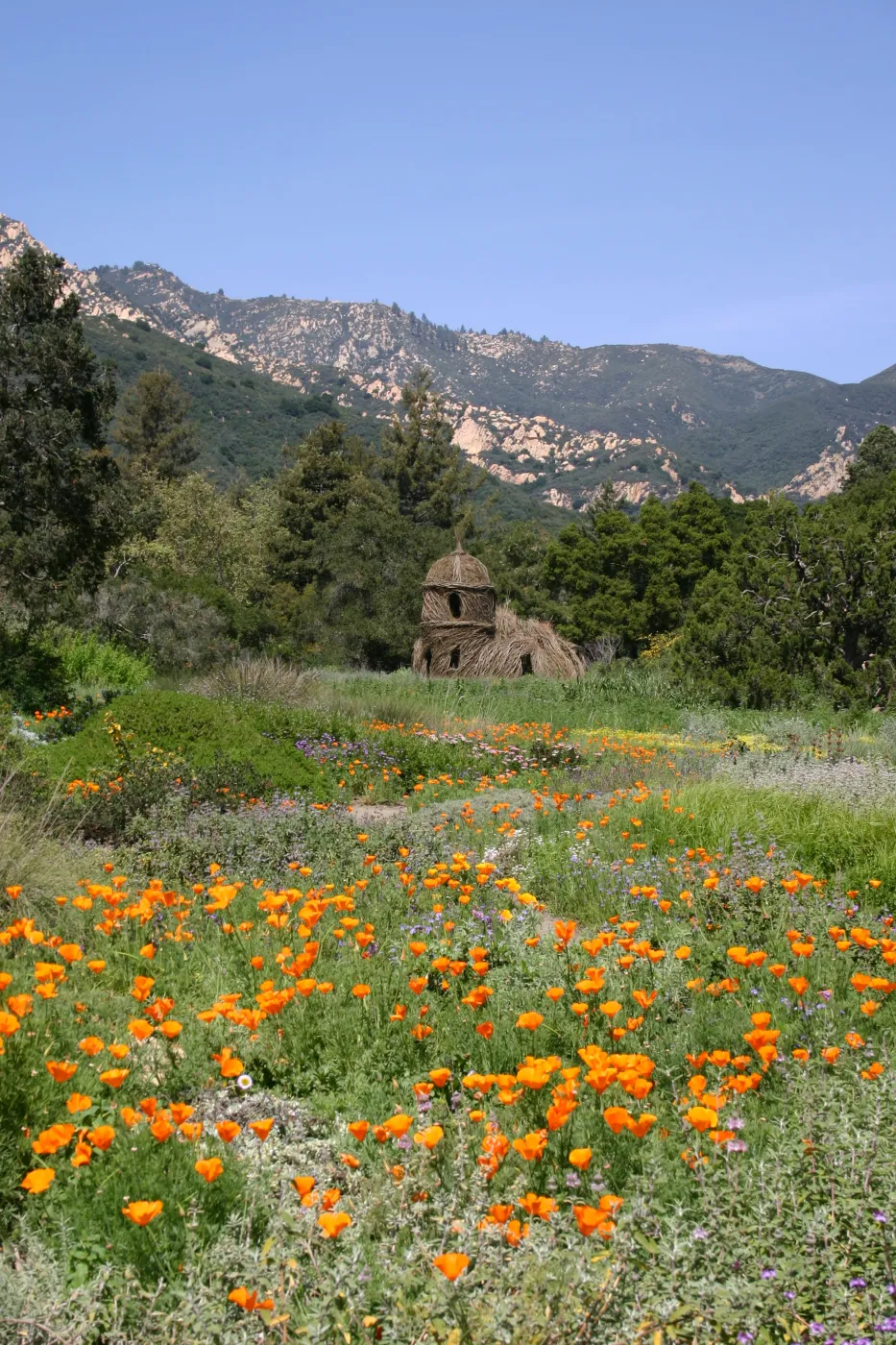 Toad Hall, Wildflowers in the Meadow