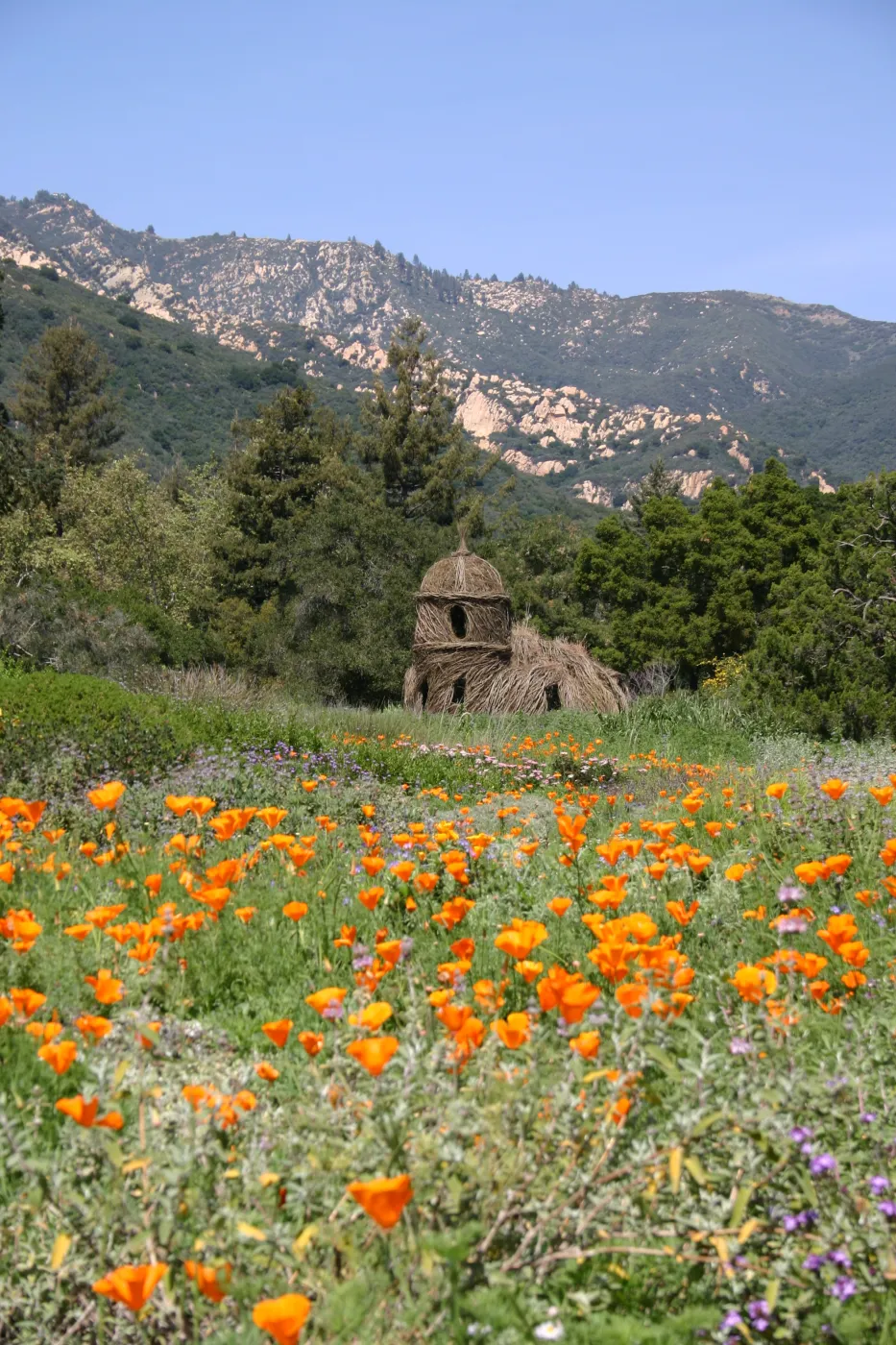 Toad Hall, Wildflowers in the Meadow