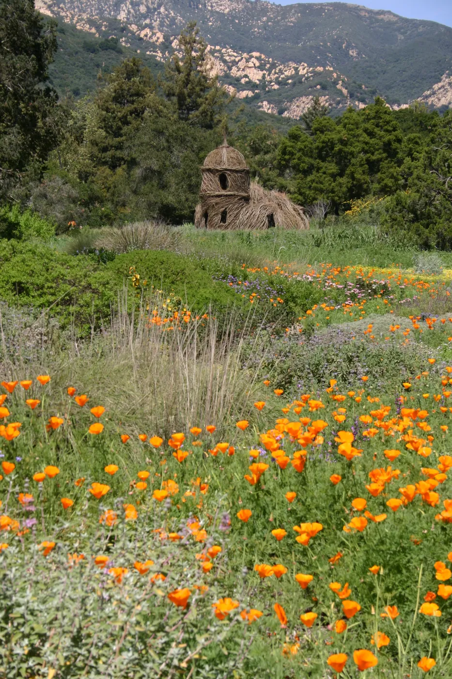 Toad Hall, Wildflowers in the Meadow