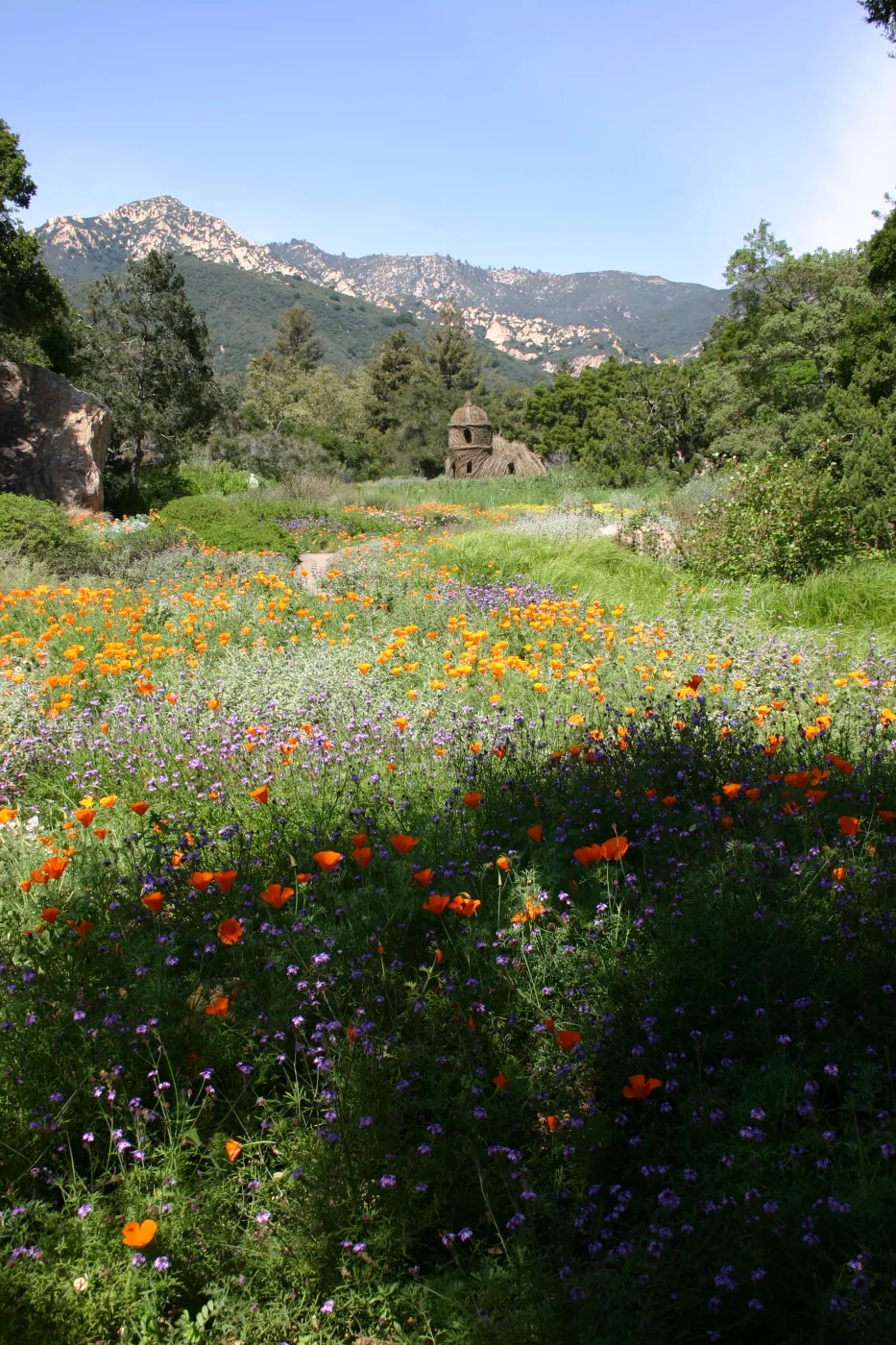 Toad Hall, Wildflowers in the Meadow, Blaksley Boulder, La Cumbre Peak