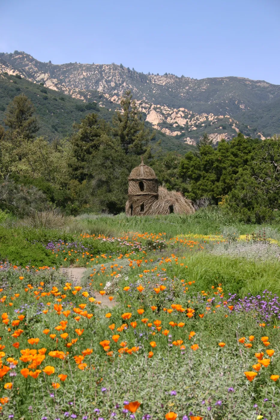 Toad Hall, Wildflowers in the Meadow