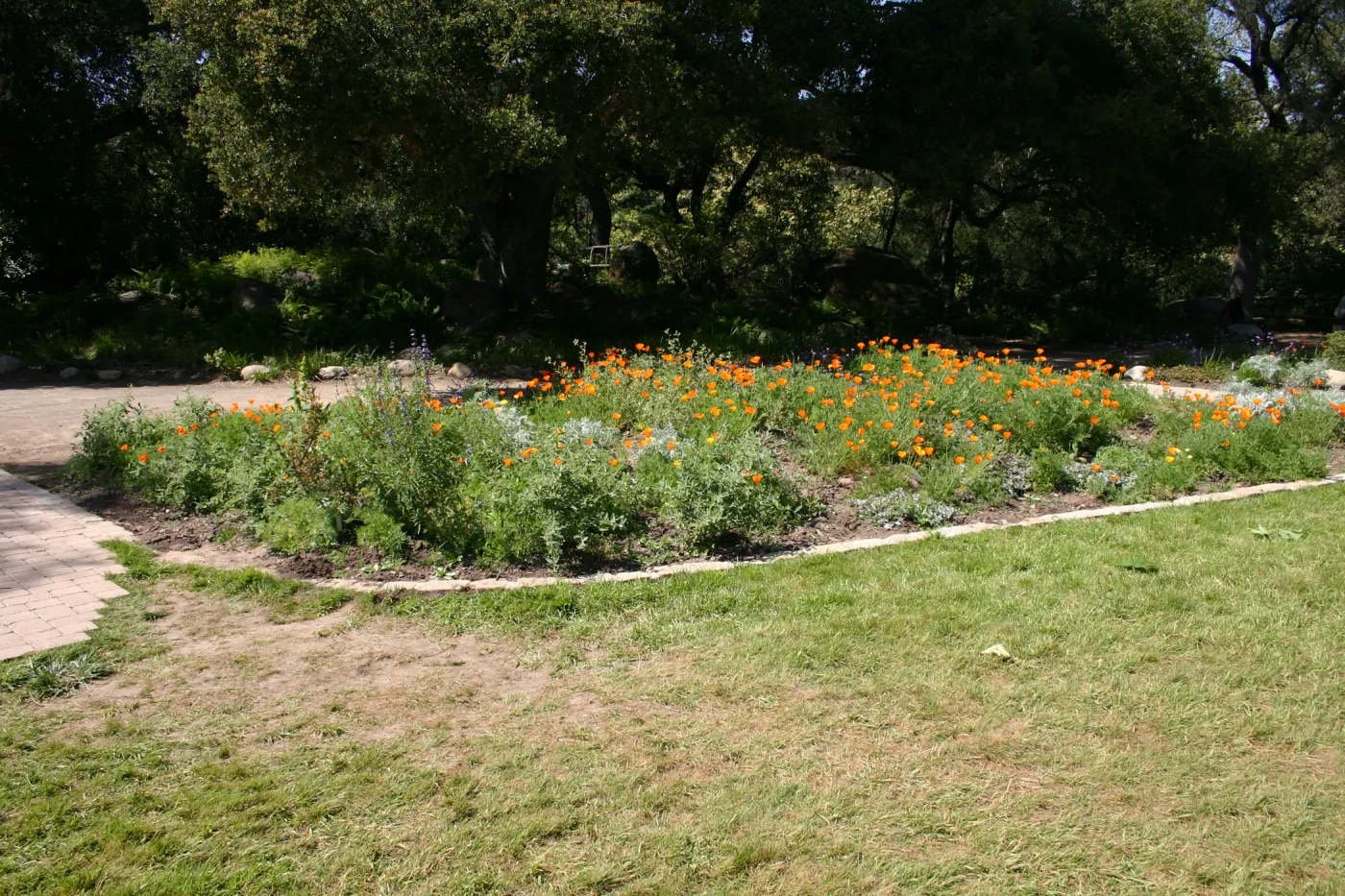 Meadow Border planting