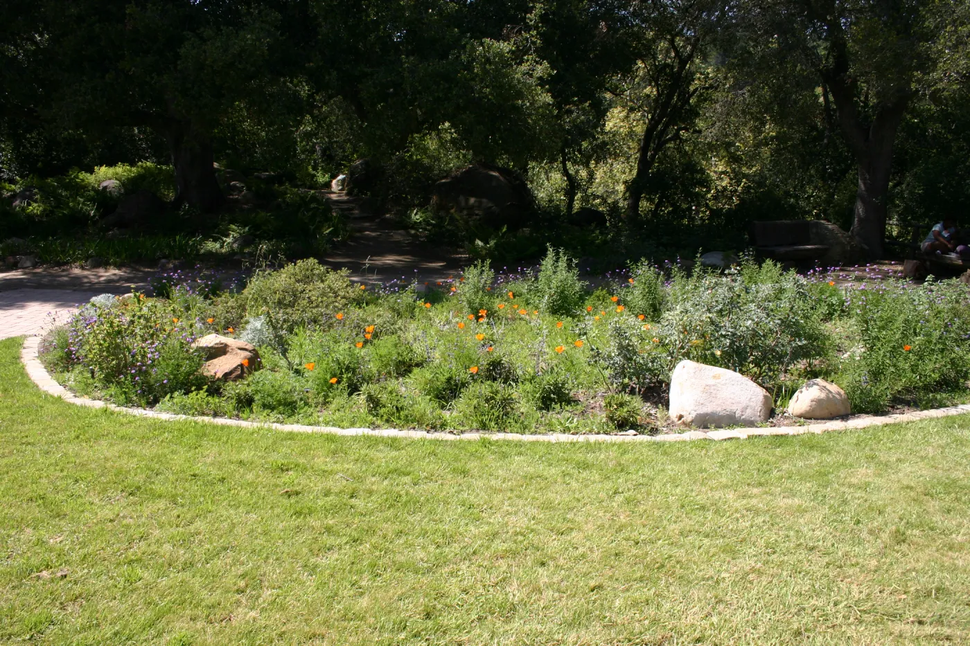 Meadow Border planting