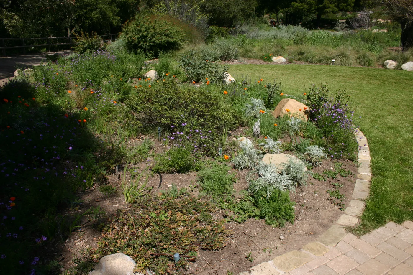 Meadow Border planting