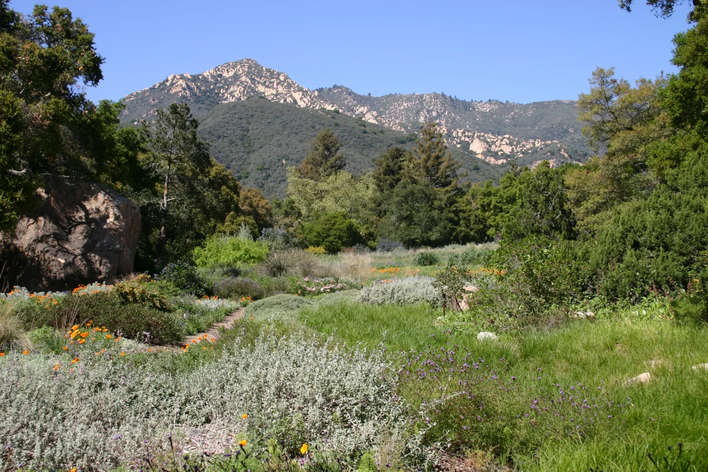 SBBG Meadow, La Cumbre Peak