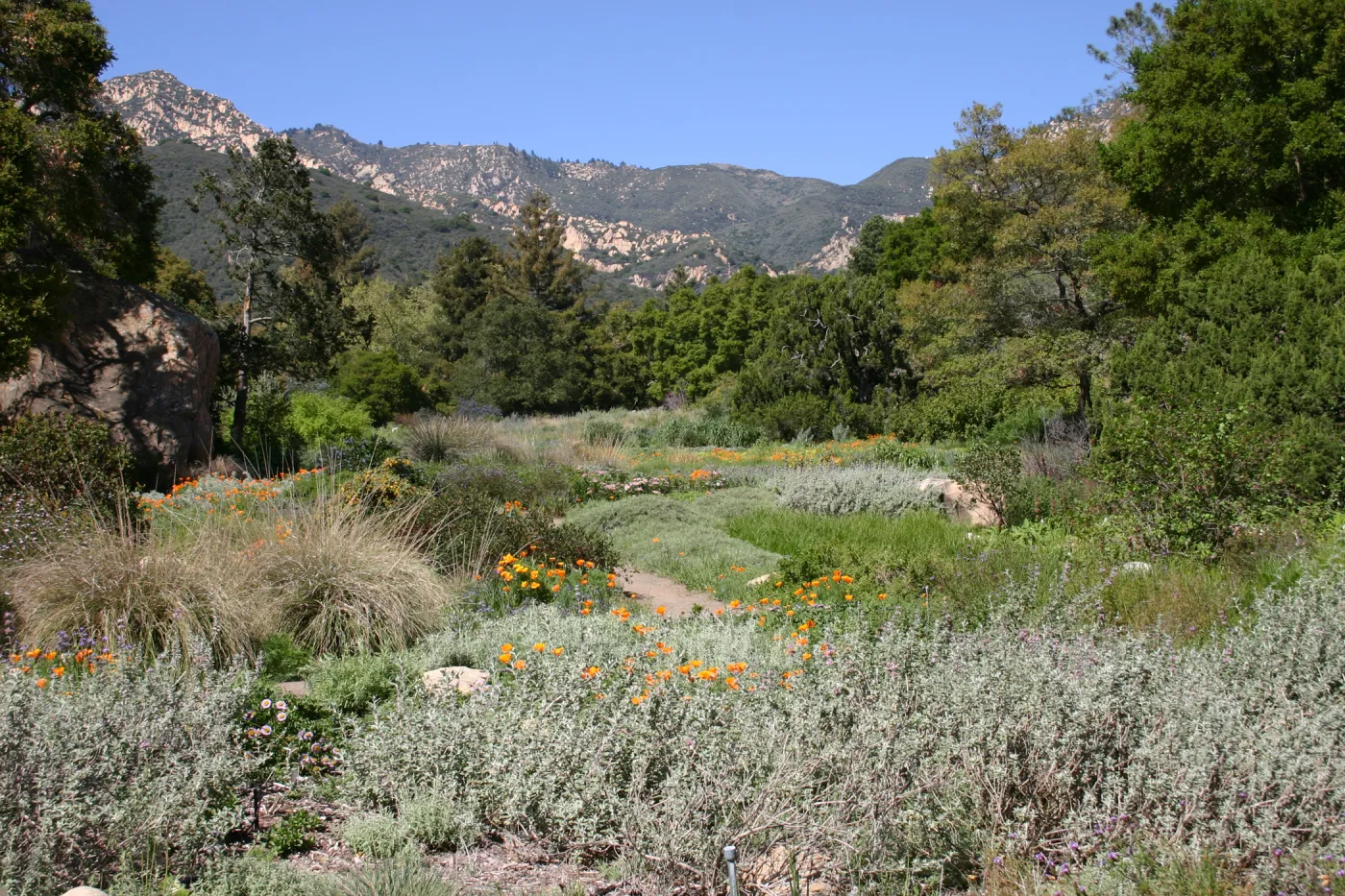 SBBG Meadow, La Cumbre Peak