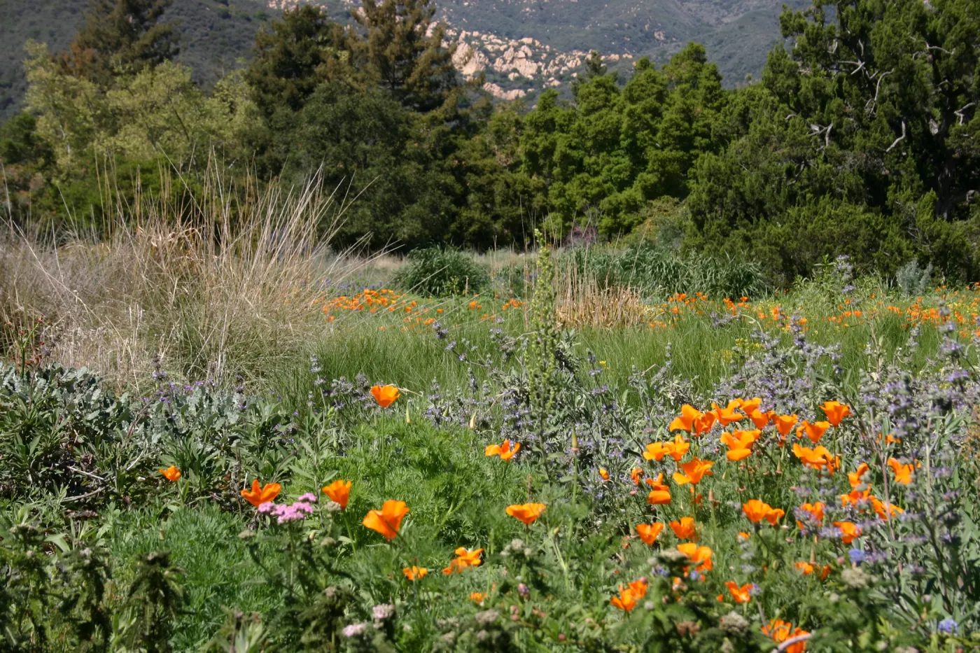 wildflower display, SBBG Meadow