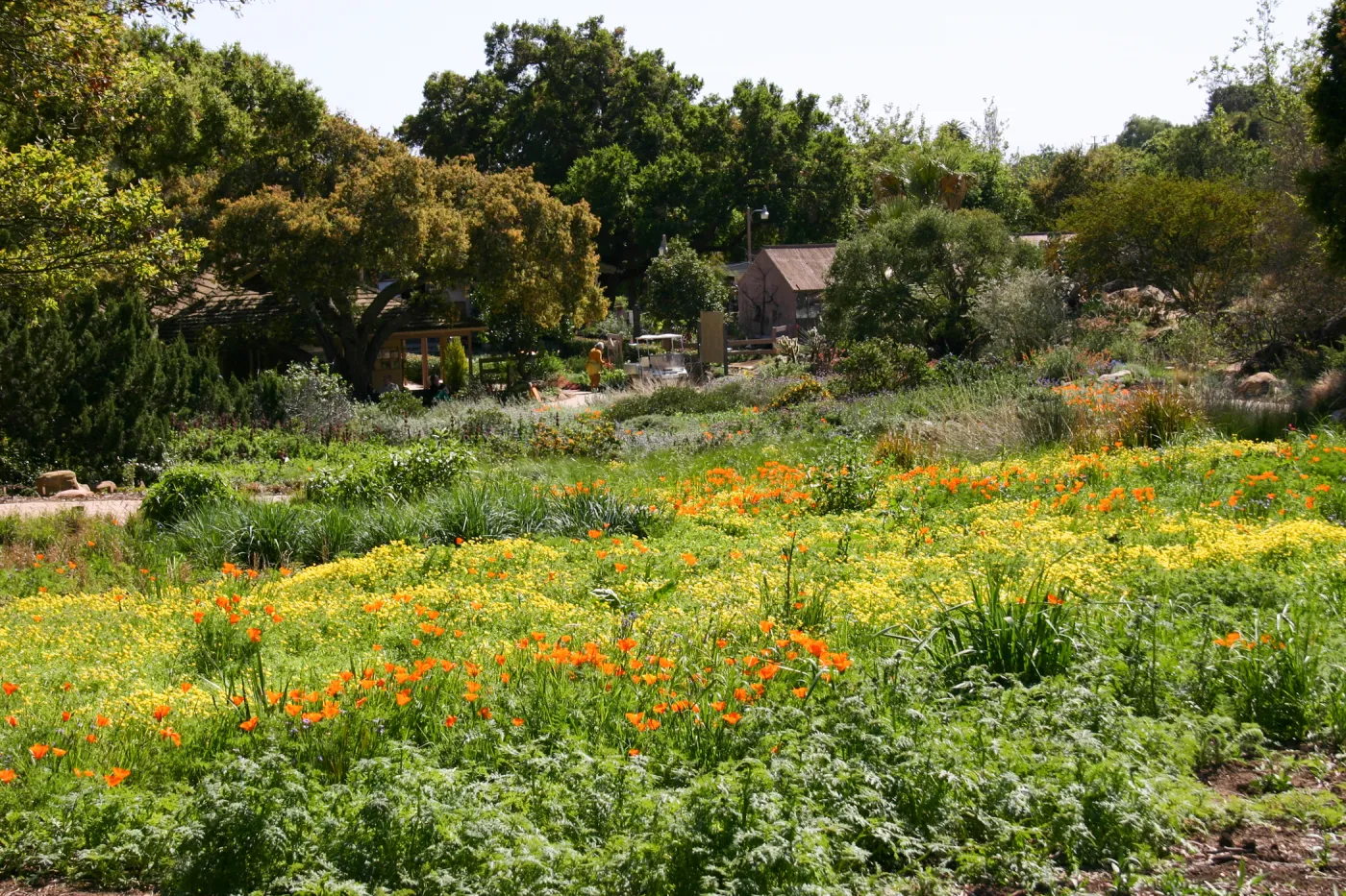 SBBG Meadow view to Gift Shop and Nursery