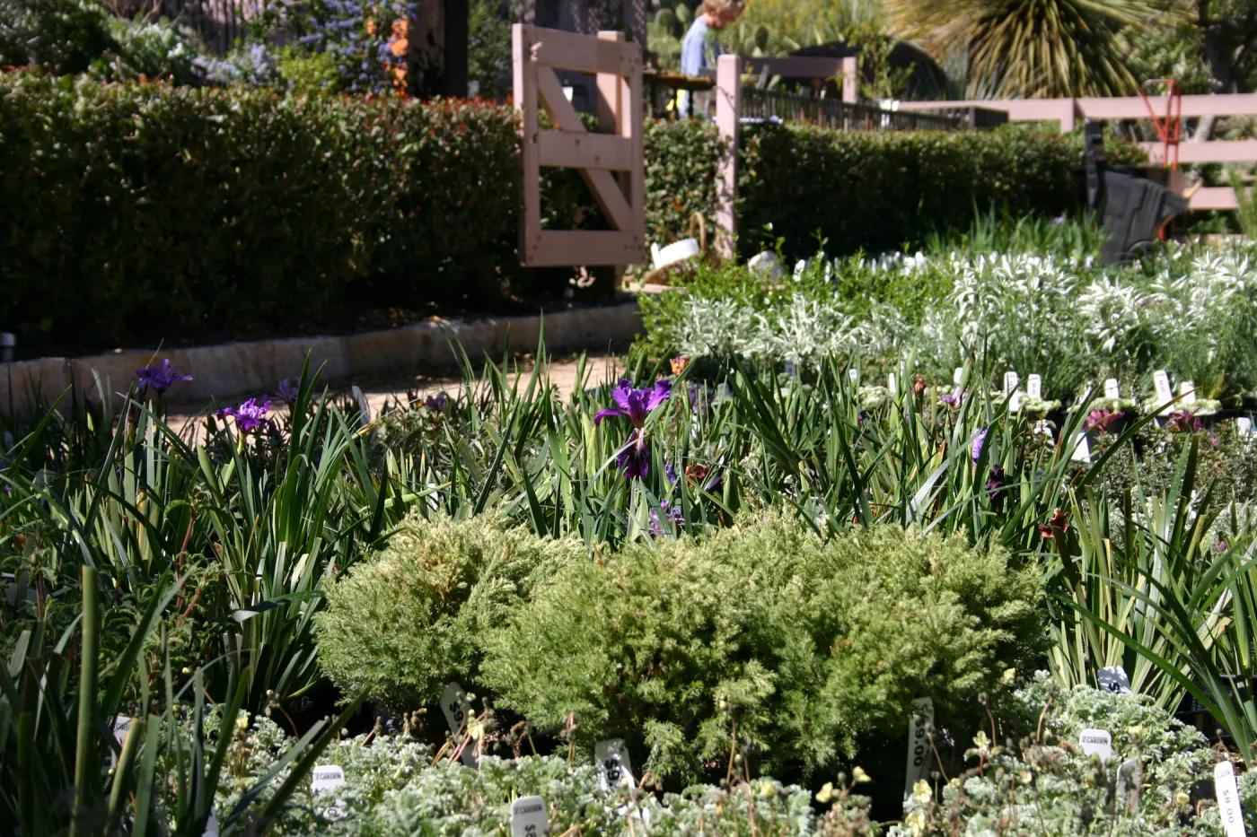 Iris in bloom, Plant Sale, plants in the Courtyard