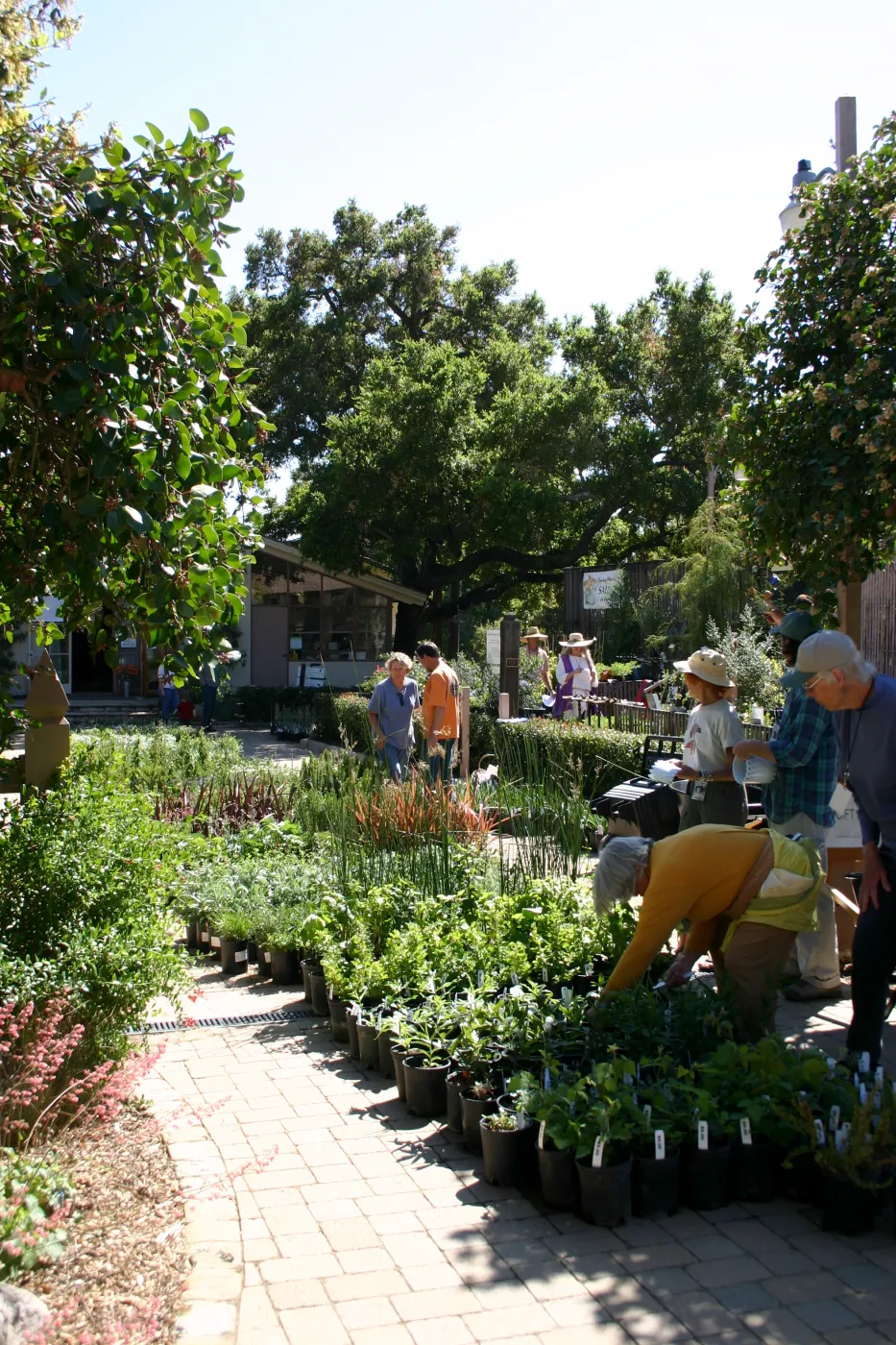Plant Sale setup in the Courtyard