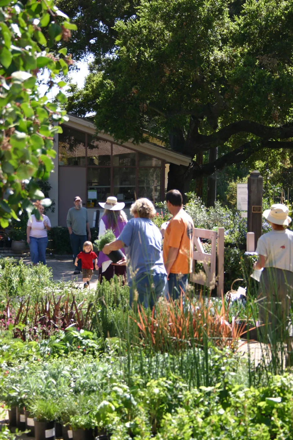 Plant Sale setup in the Courtyard