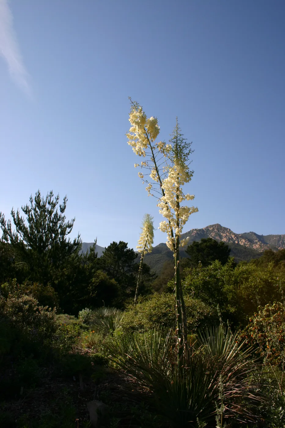 Yucca in bloom, Porter Trail in bloom