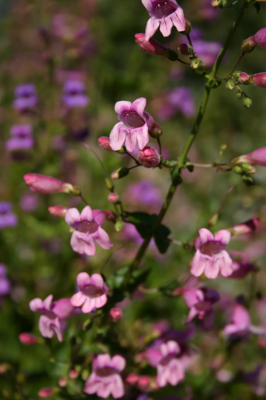 Porter Trail in bloom
