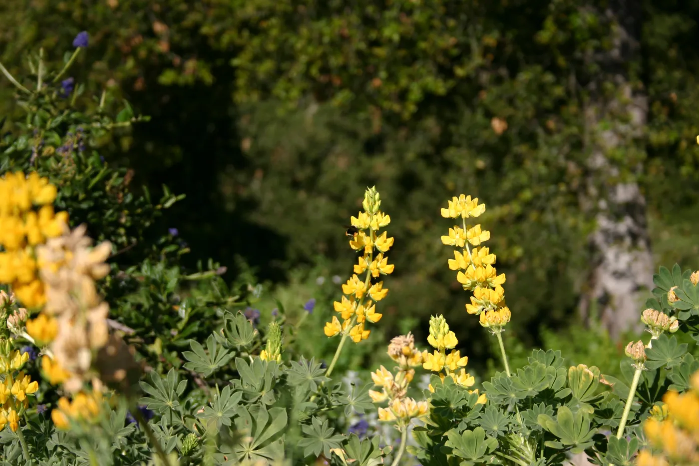 Lupinus arboreus, Porter Trail in bloom