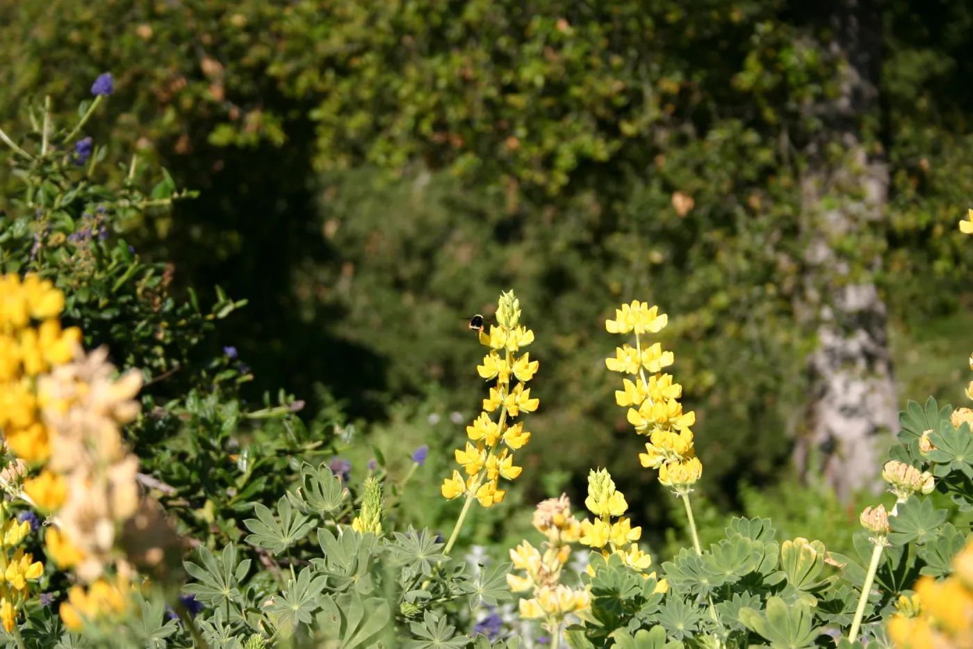 Lupinus arboreus, Porter Trail in bloom