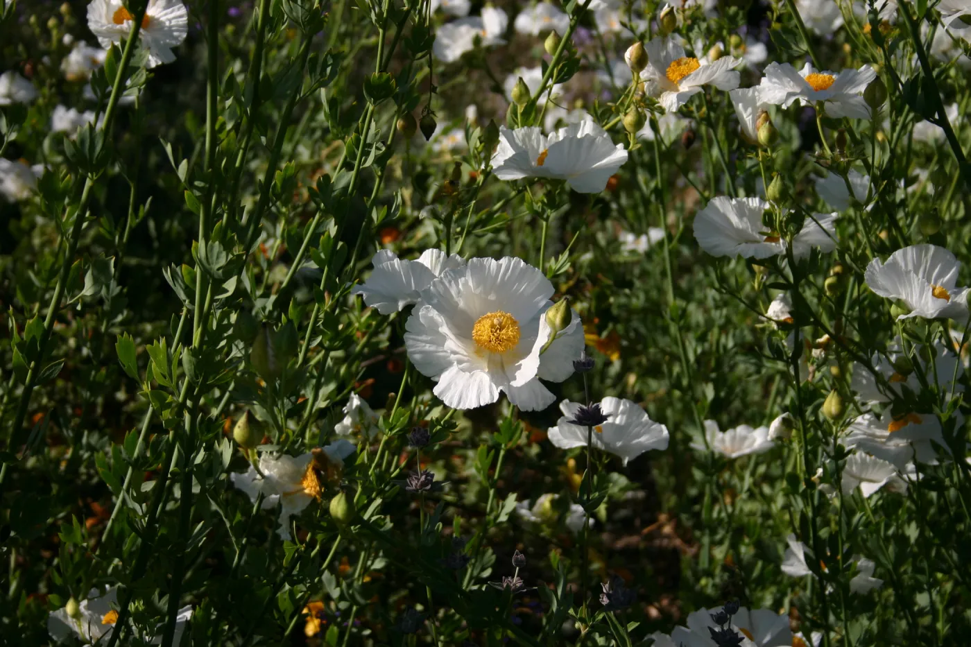 Matilija poppies, Porter Trail in bloom