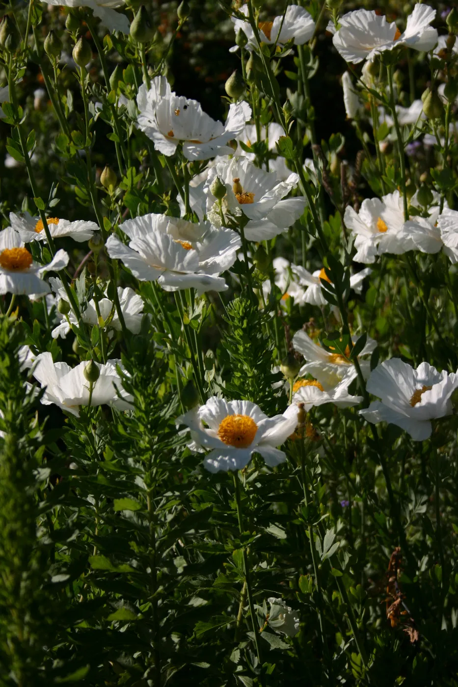 Matilija poppies, Porter Trail in bloom