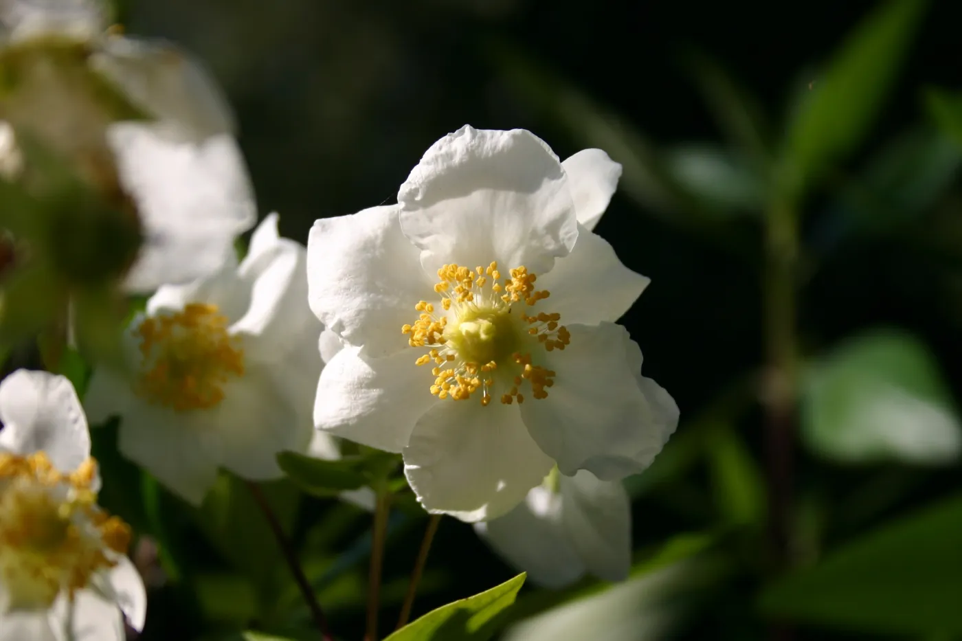 Carpenteria, Porter Trail in bloom