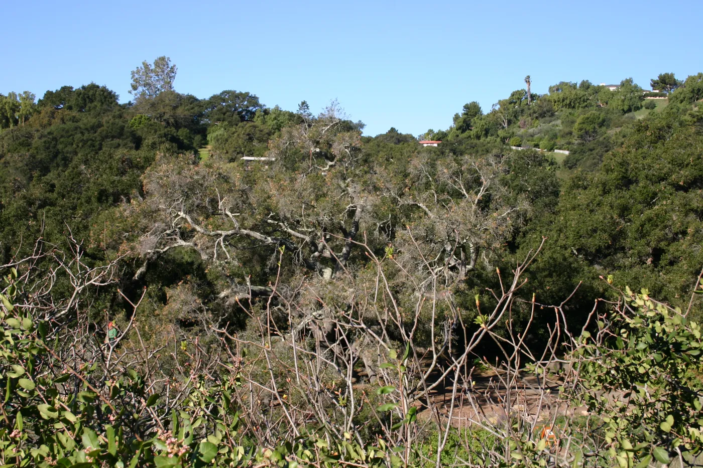 Removal of sick Meadow Oak