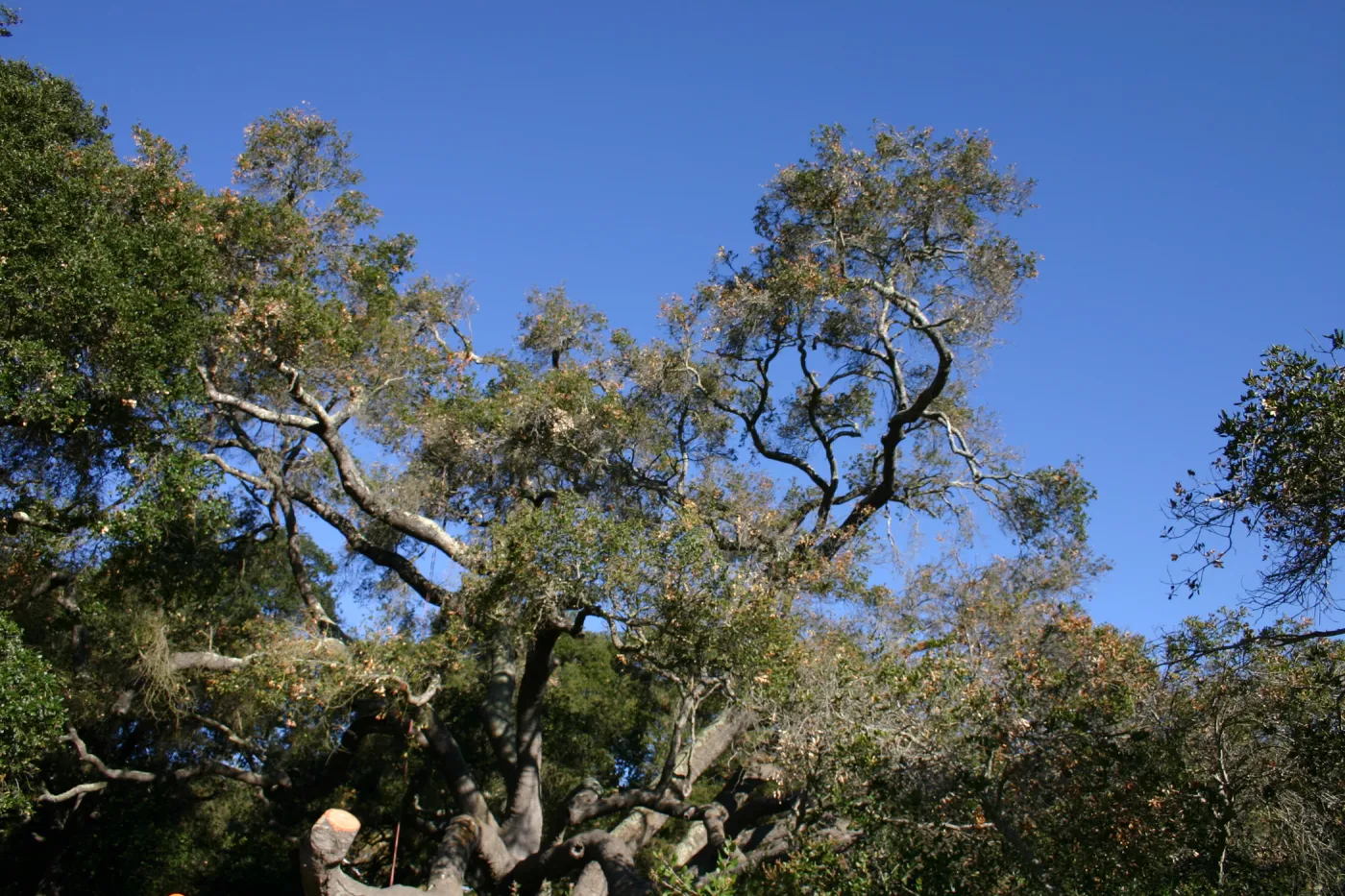 Removal of sick Meadow Oak