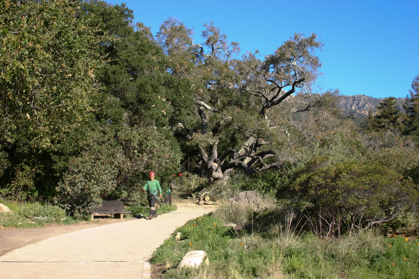 Removal of sick Meadow Oak