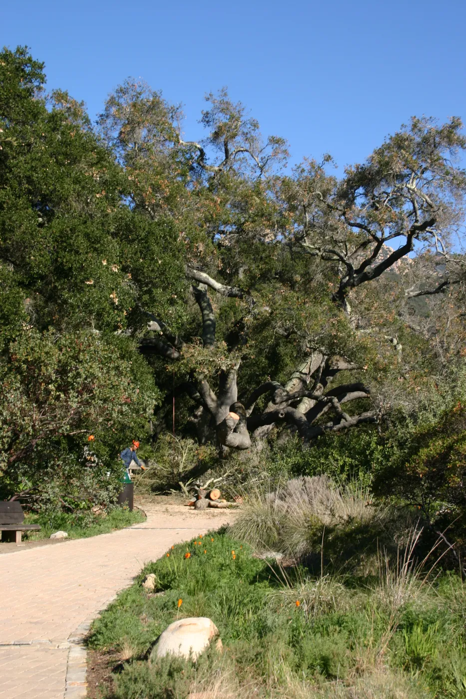 Removal of sick Meadow Oak