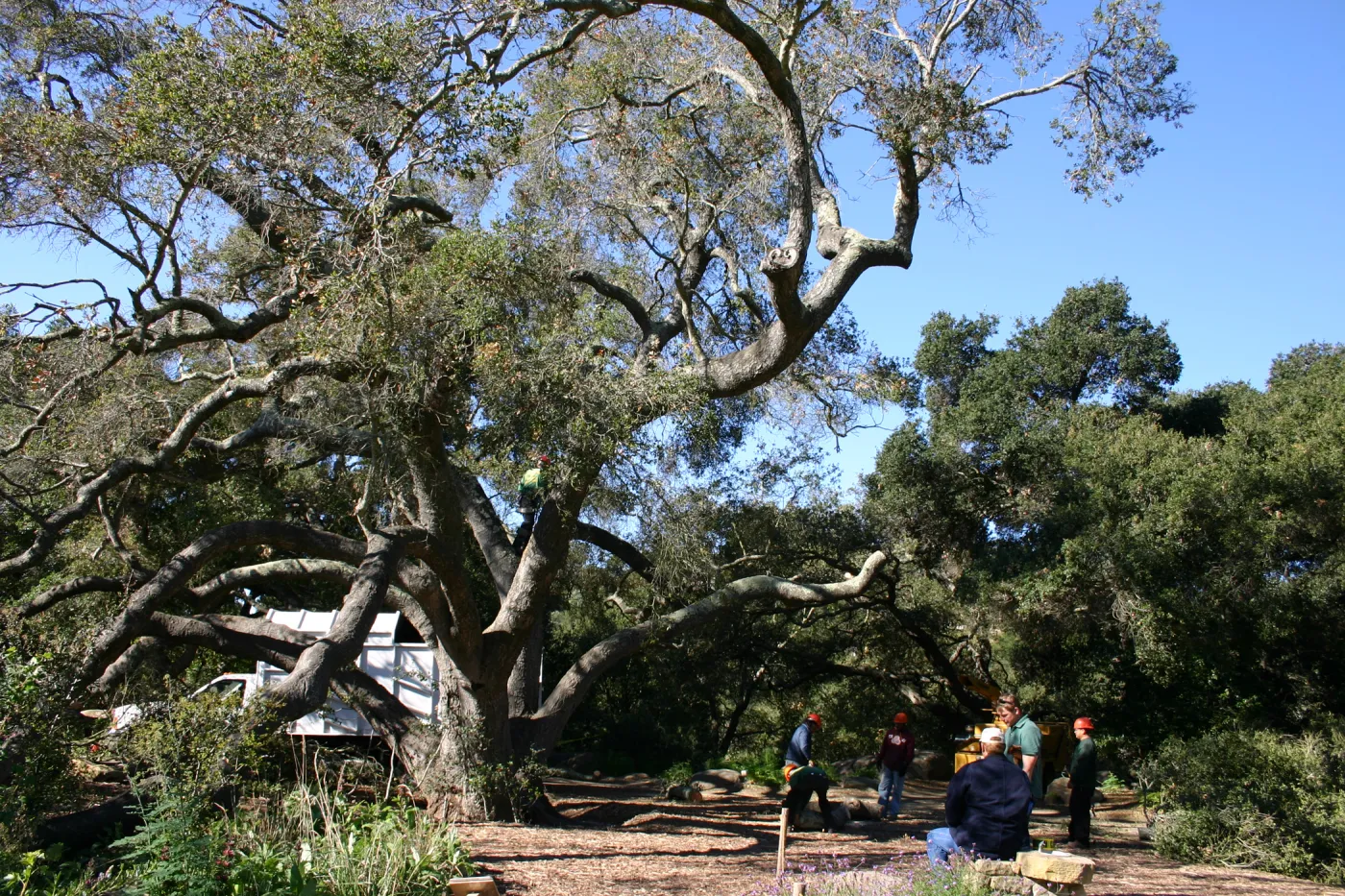 Removal of sick Meadow Oak