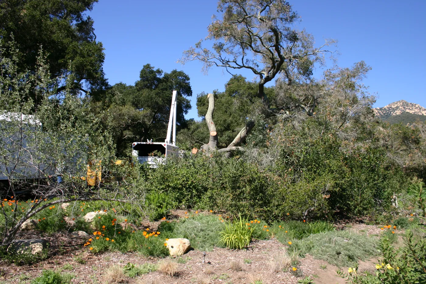 Removal of sick Meadow Oak