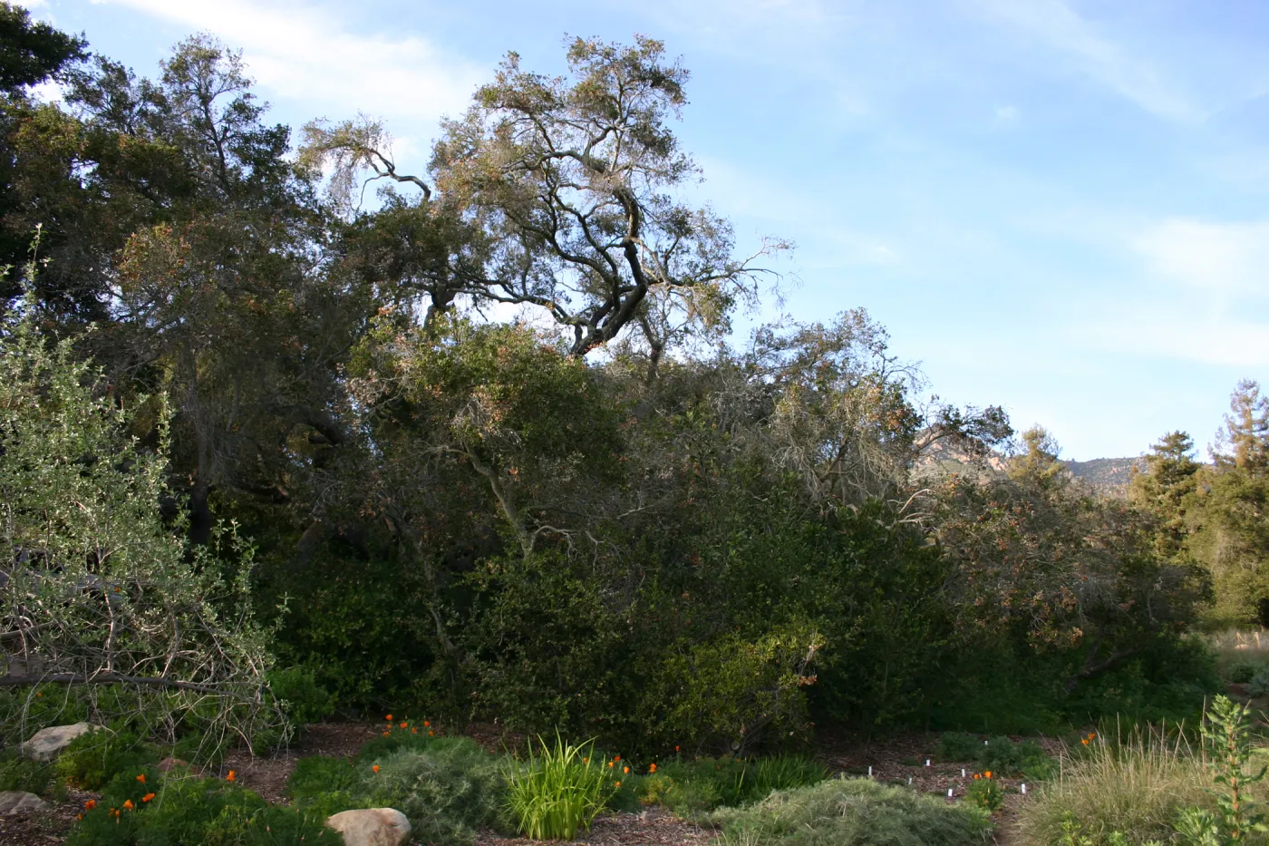 Meadow Oak, 2006