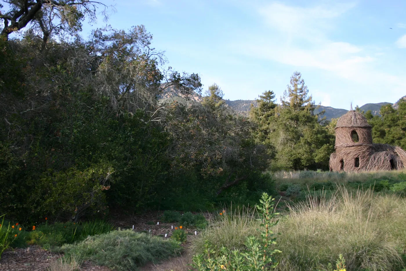 Meadow Oak, 2006